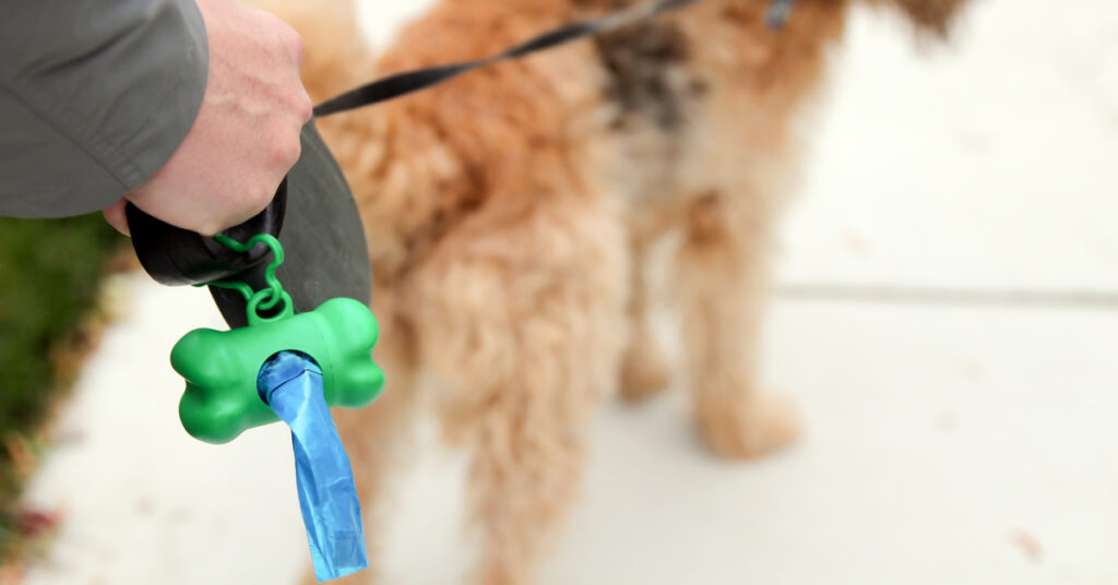 dog poop laws. how to treat constipation in dogs