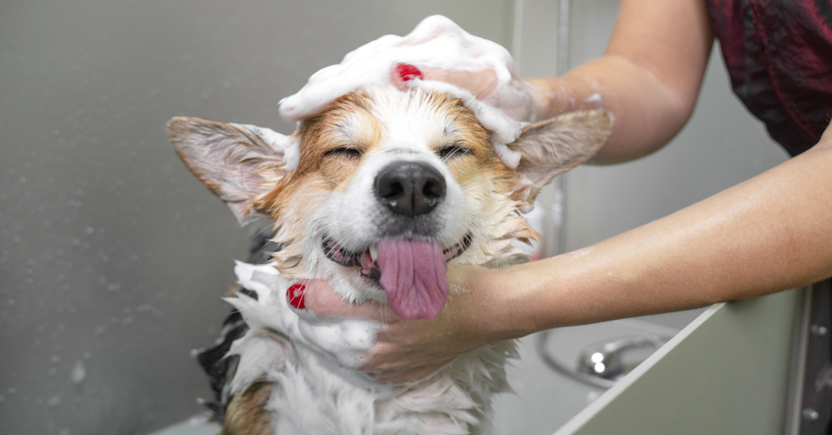 how often should a dog be groomed