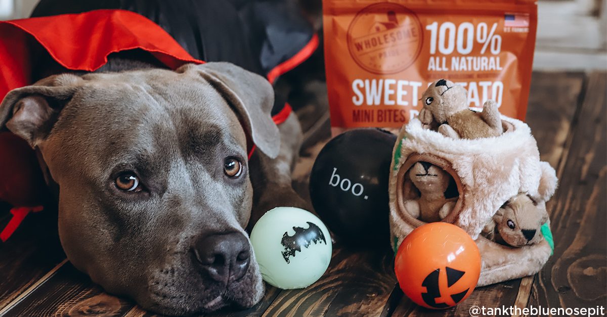 Here’s How To Keep Your Pets Safe This Halloween