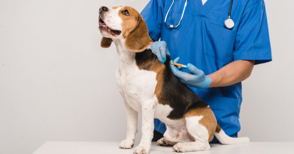 a dog with a veterinarian