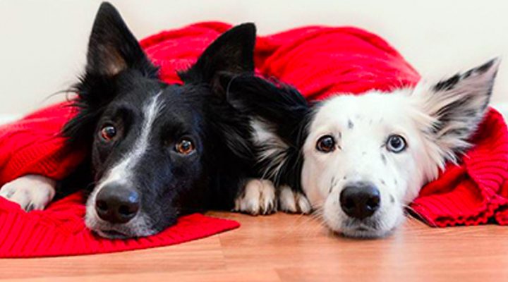 Why Adopting a Pet Over The Holidays Is A Great Idea