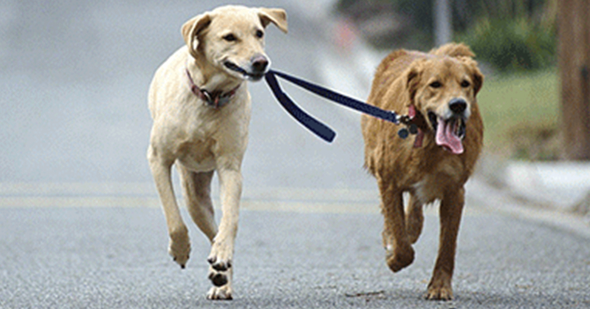 WEIGH IN SHOULD DOGS BE KEPT ON LEASHES? Furtropolis