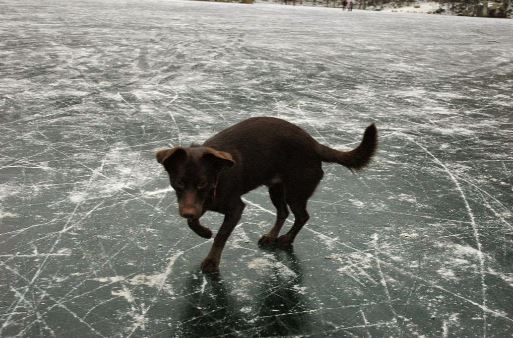 WHAT TO DO IF YOU WITNESS A DOG FALL THROUGH ICE