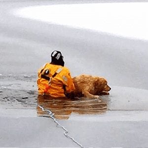 WHAT TO DO IF YOU WITNESS A DOG FALL THROUGH ICE – Furtropolis