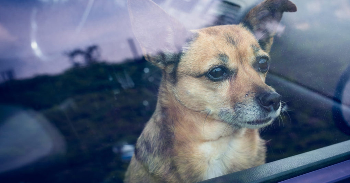It’s Totally Legal to Break a Dog Out of a Hot Car in Some States