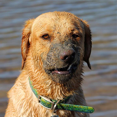 dublin dog waterproof collar