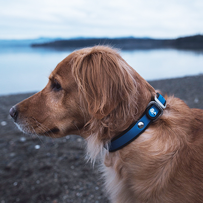 dublin dog waterproof collar
