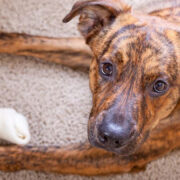 why rawhide is bad for dogs
