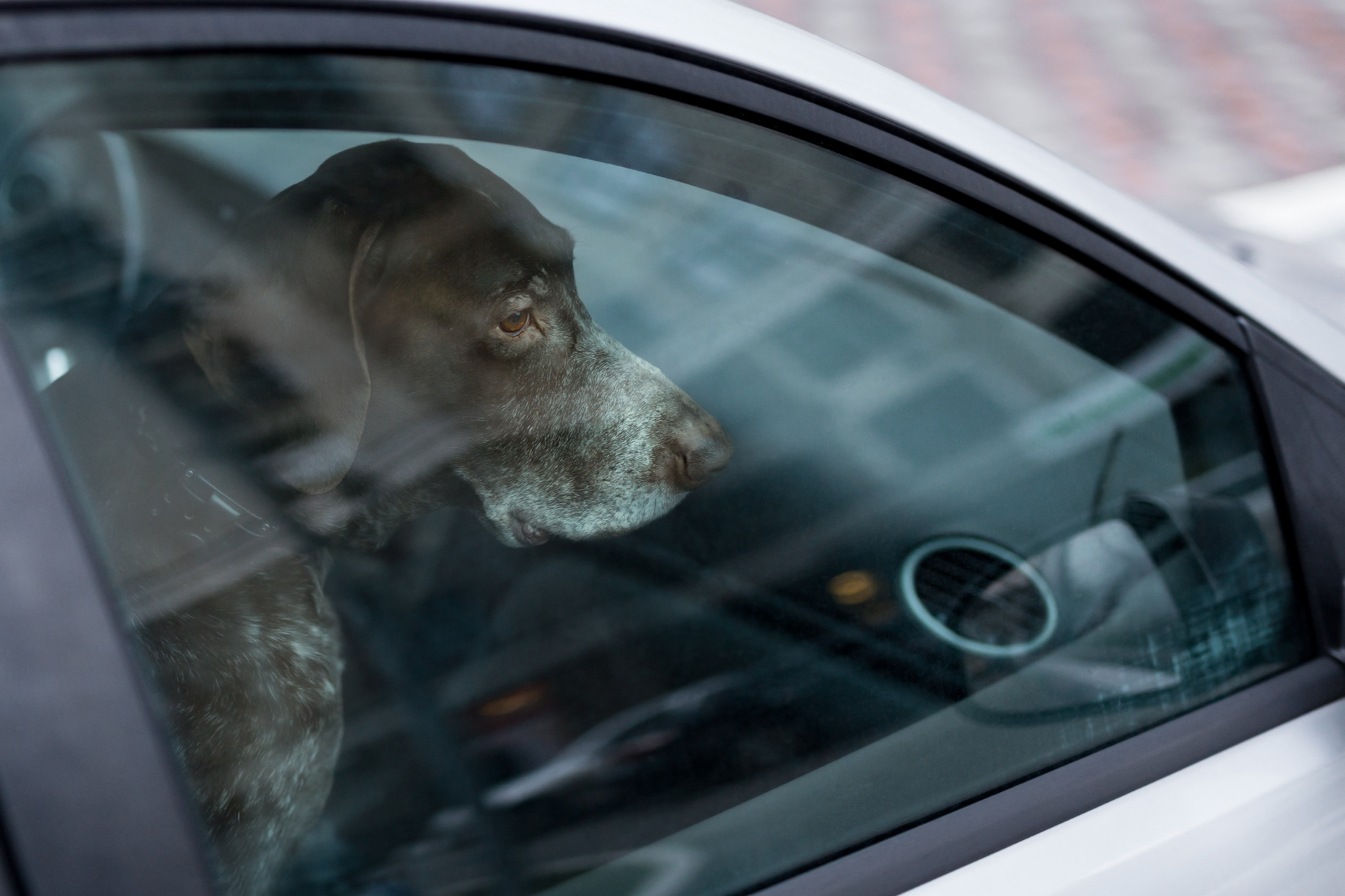 animal protection laws for leaving dogs locked in a hot car
