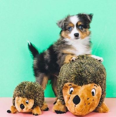 puppy with hedgehog toys