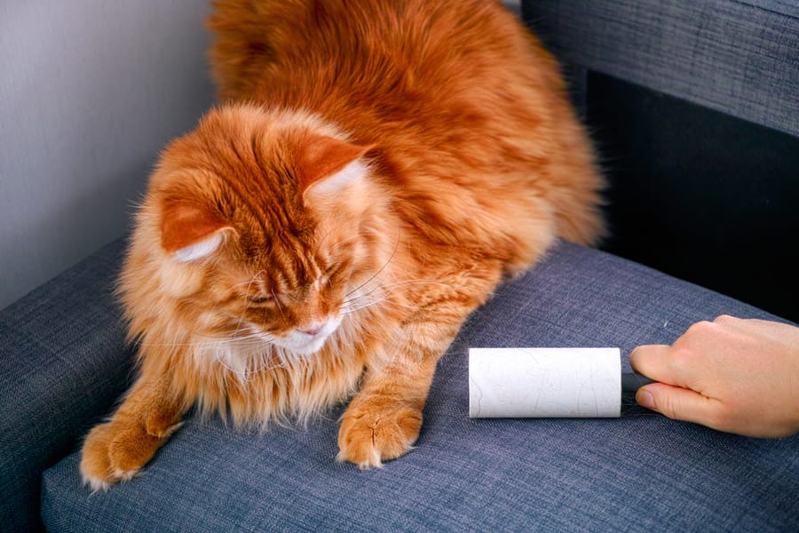 hairy cat on couch