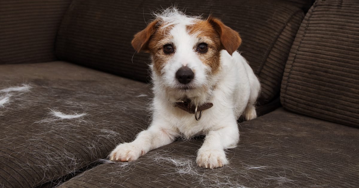 Dog Shedding Season + Best Dog Breeds for Allergies – Furtropolis