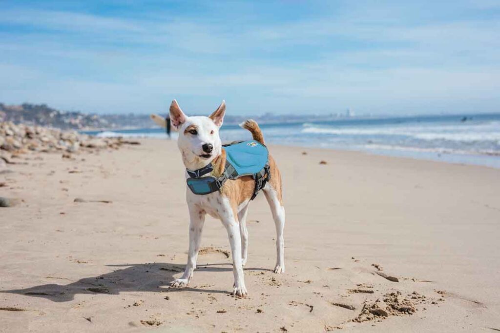 dawson dog life jacket