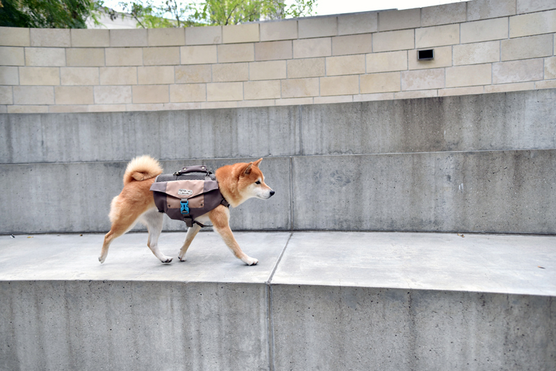 dog walking wearing a dog backpack