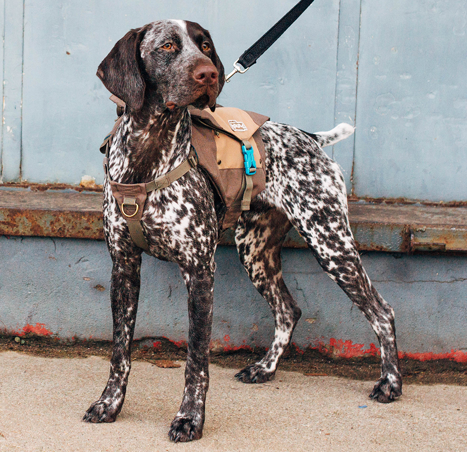 outward hound kyjen dog backpack