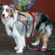 an aussie wearing the denver urban backpack for dogs