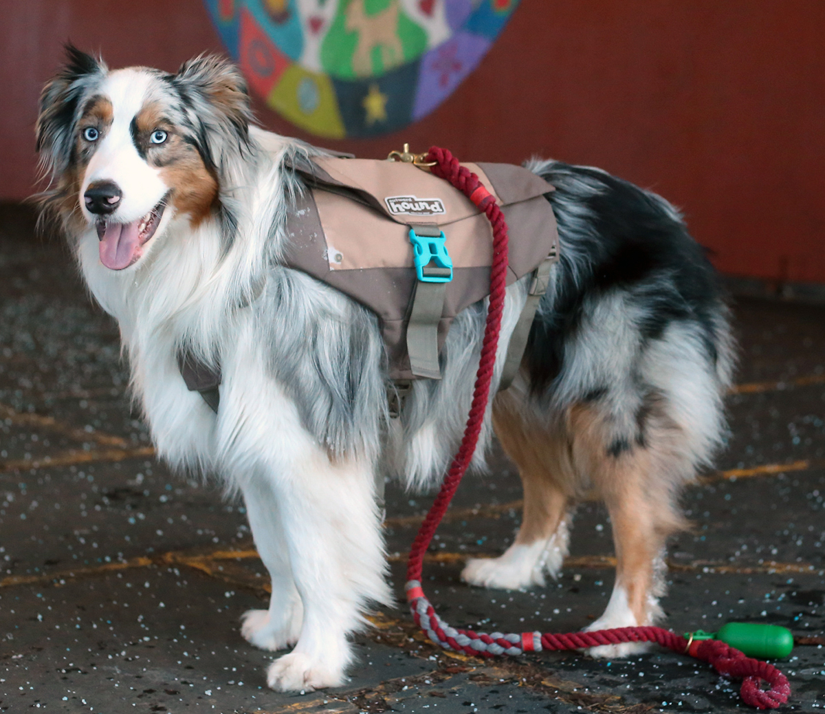 Denver Urban Dog Backpack Fitting Instructions