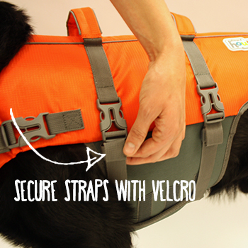 dog life jacket fitting instructions
