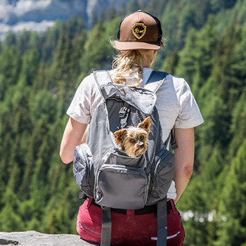 dog in a dog backpack camping