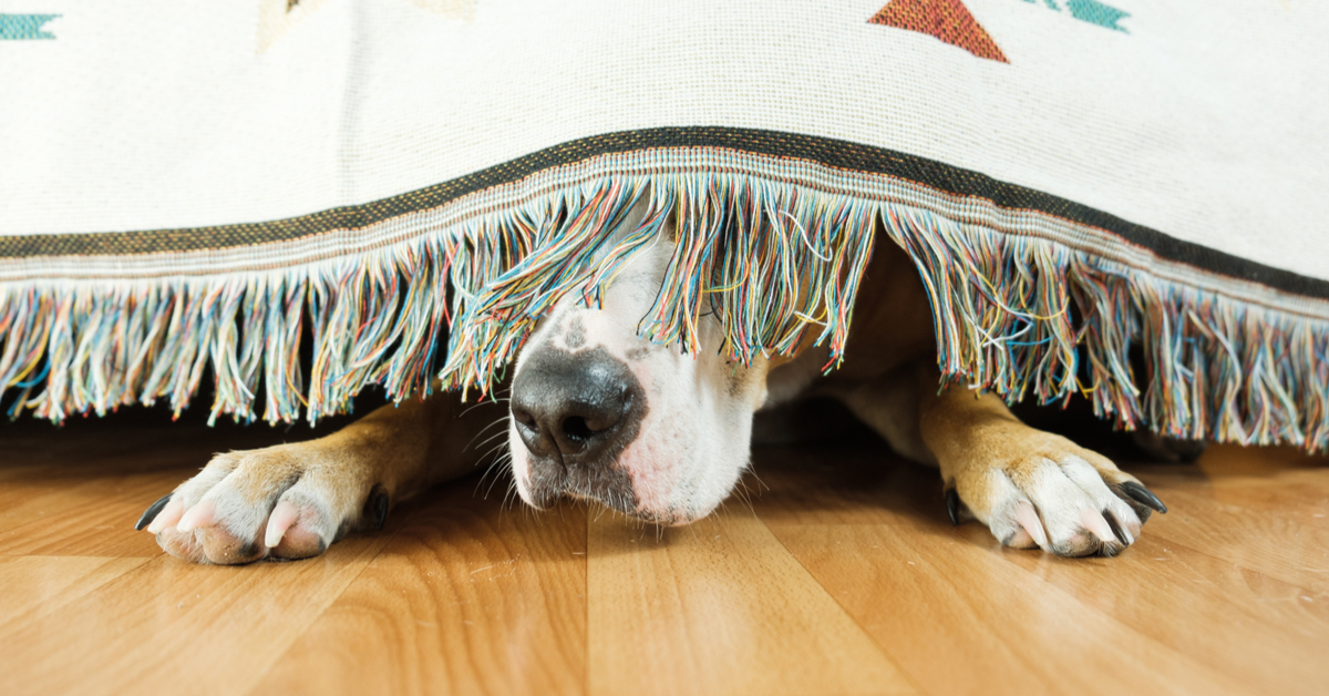 dog scared of fireworks