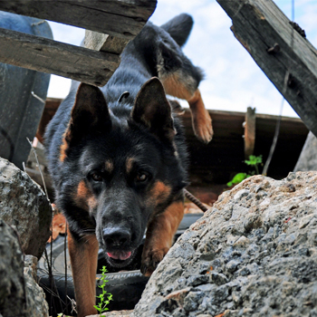 German Shepherd Dog hops over rubble 