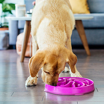 puppy eating out of a slow feeder