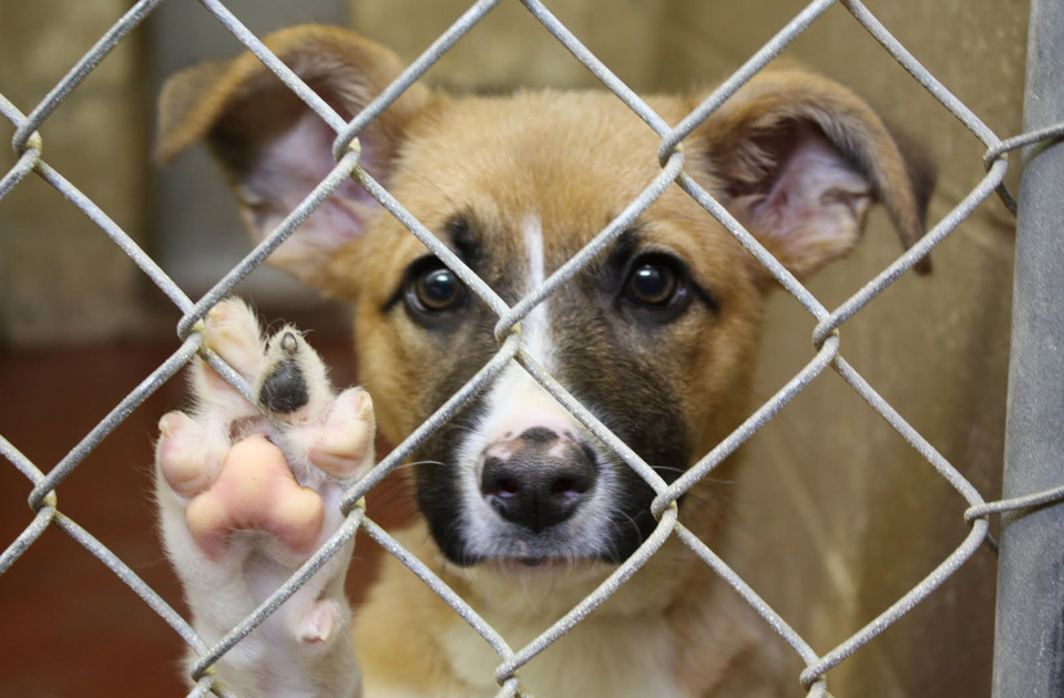 CALIFORNIA BANS PUPPY MILL SALES IN PET STORES