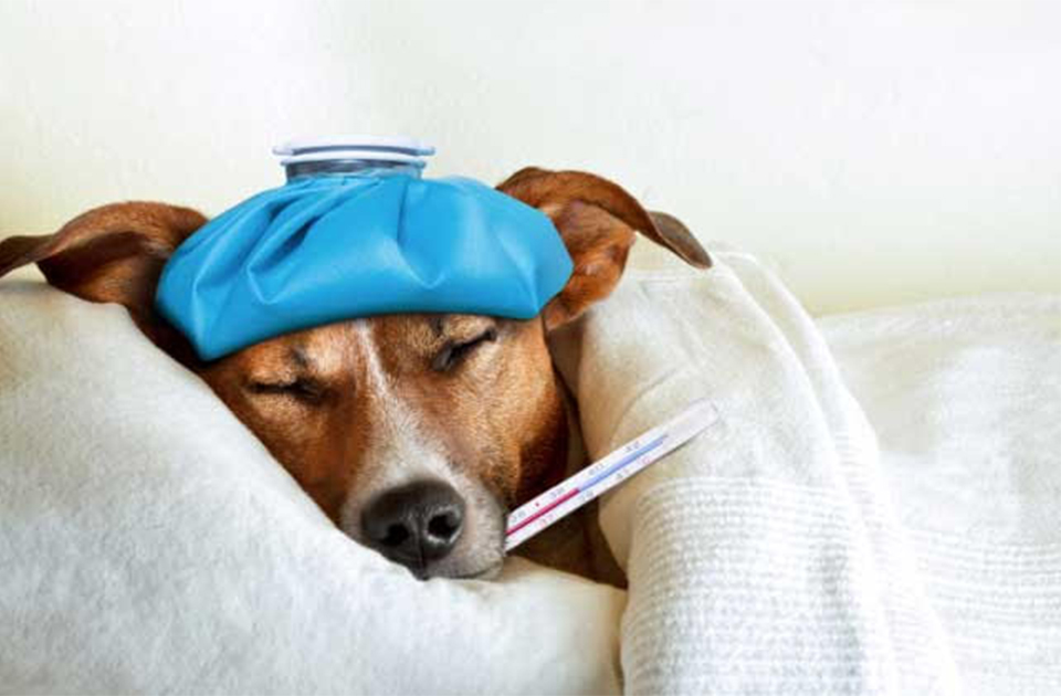 sick dog in bed with thermometer