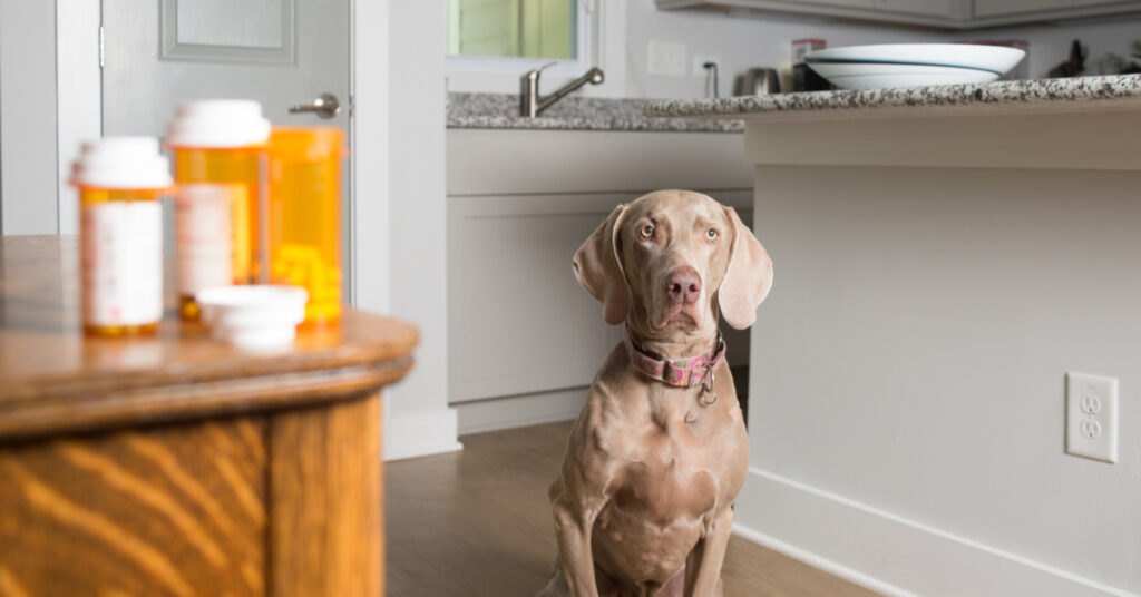 dog next to pills. can you give human medicine to dogs