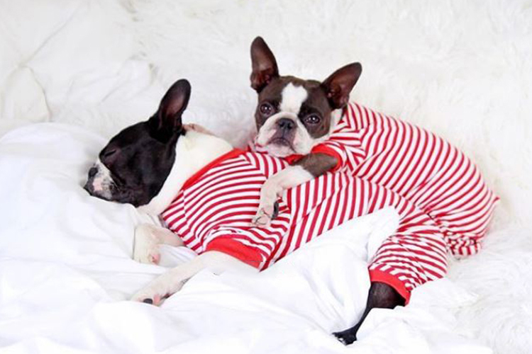 dogs wearing matching pajamas