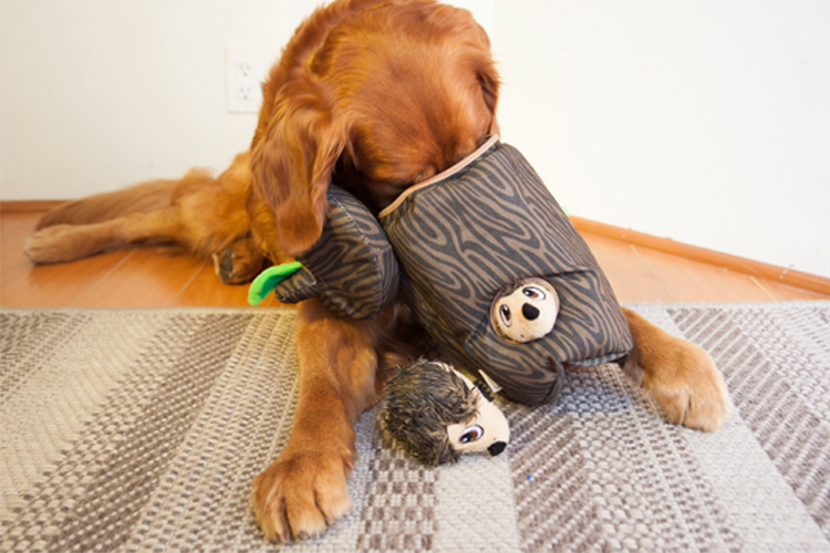 hide-a-hedgie dog enrichment toy