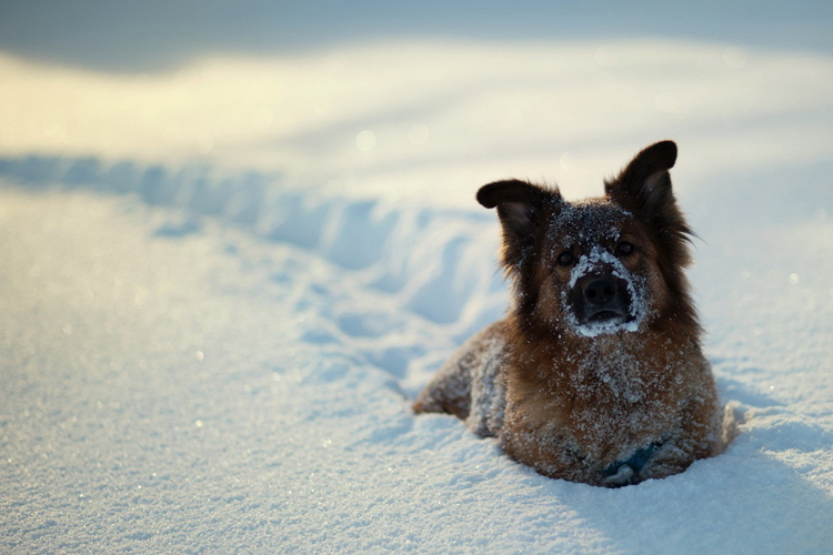 how-cold-is-too-cold-for-dogs-to-be-outside-outward-hound