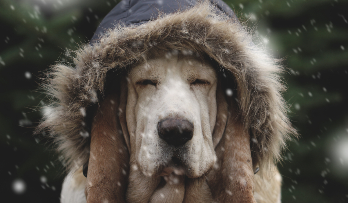 dogs and winter temperatures