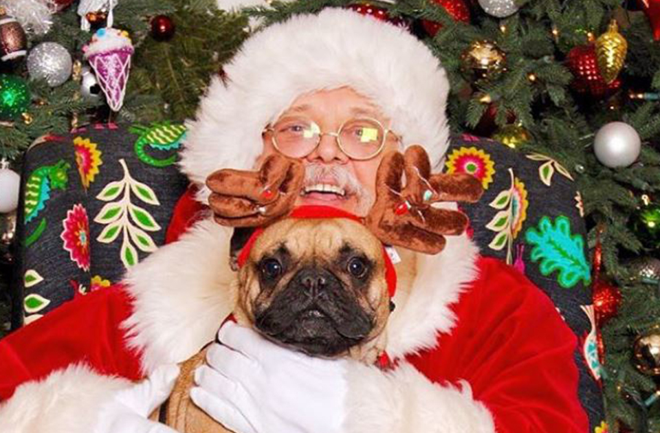 25 Dogs Dressed Up For Christmas