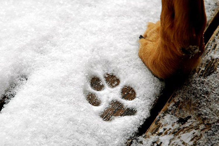 Laws Protecting Dogs Left Outside In The Cold Libre S Law