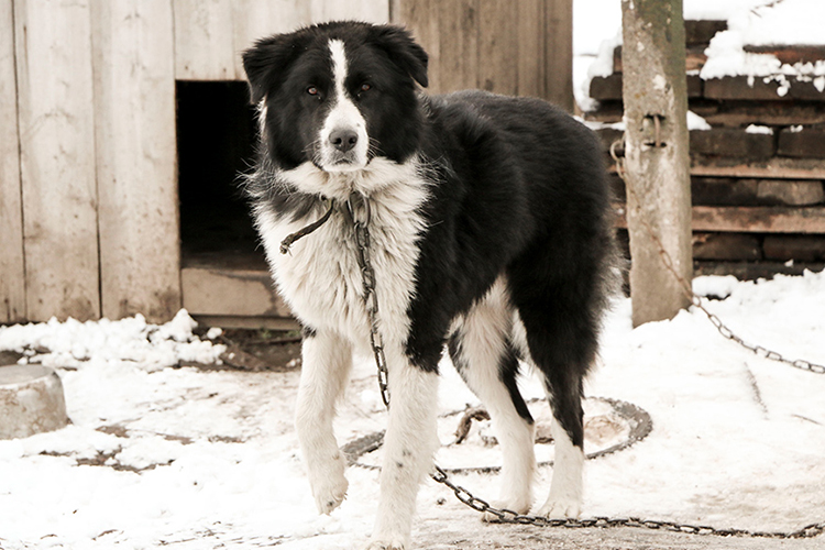 laws protecting dogs left outside in the cold