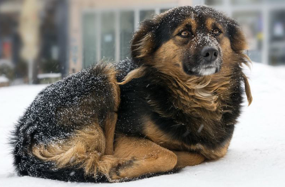 Dog sleeping shop outside in winter