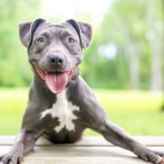 pit bull statistics. A happy blue and white Pit Bull Terrier mixed breed dog