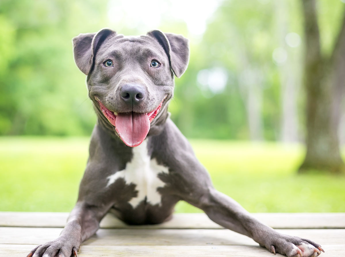 pit bull statistics. A happy blue and white Pit Bull Terrier mixed breed dog