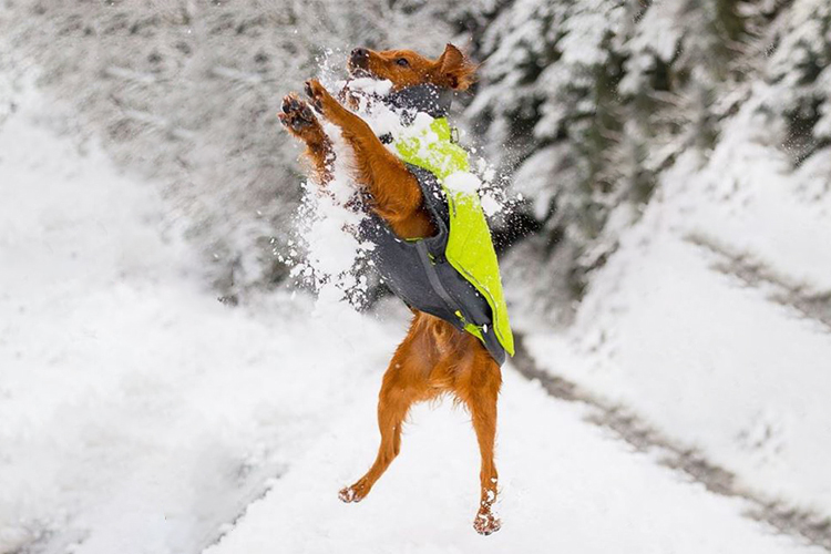 How Cold Is Too Cold For Dogs To Be Outside | Outward Hound