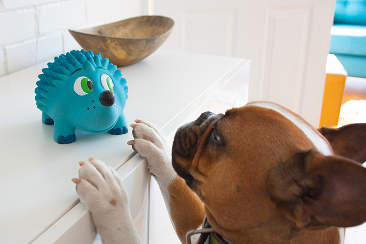 frech bulldog getting squeaky toy