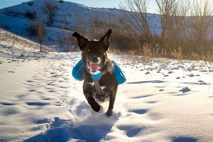 winter care tips for dogs