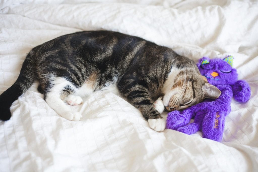 best toys for cats purr pillow
