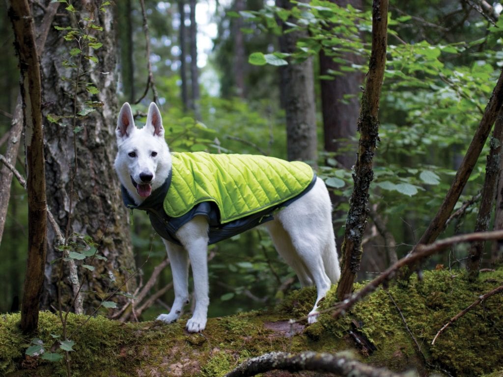 dog coat for hiking with your dog
