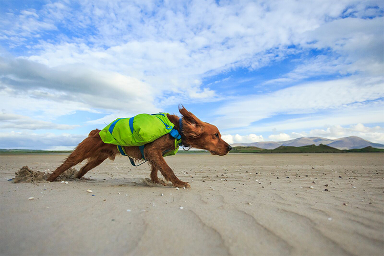 Springing Into Gear: What Do You Need for Hiking With Your Dog?