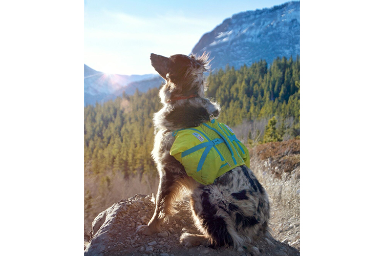 outward hound size chart