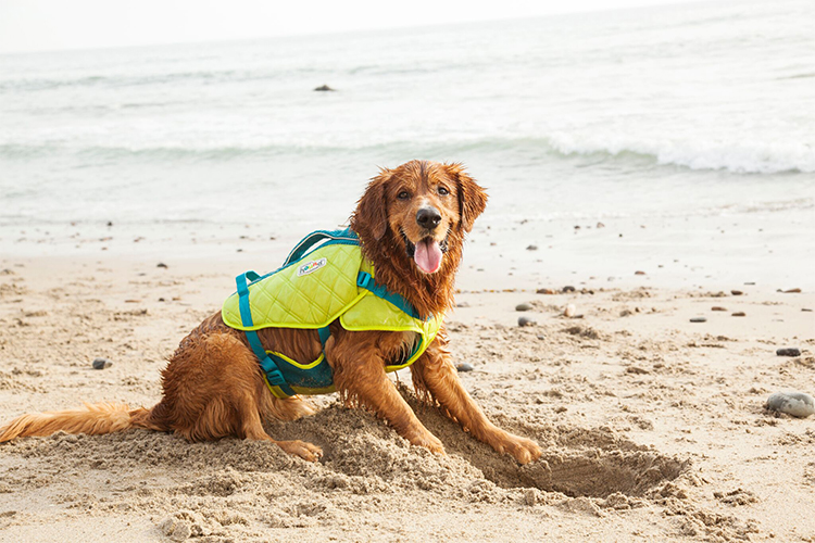 are dog life jackets necessary