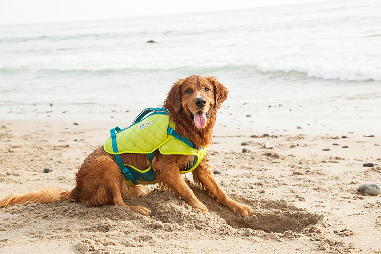 Are Dog Life Jackets Necessary? Ensuring Pet Safety