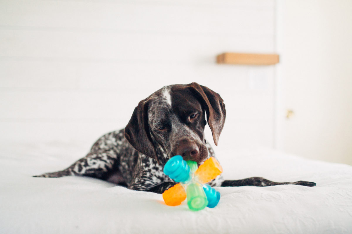 My 3 Favorite Interactive Dog Toys: Bust Doggy Boredom
