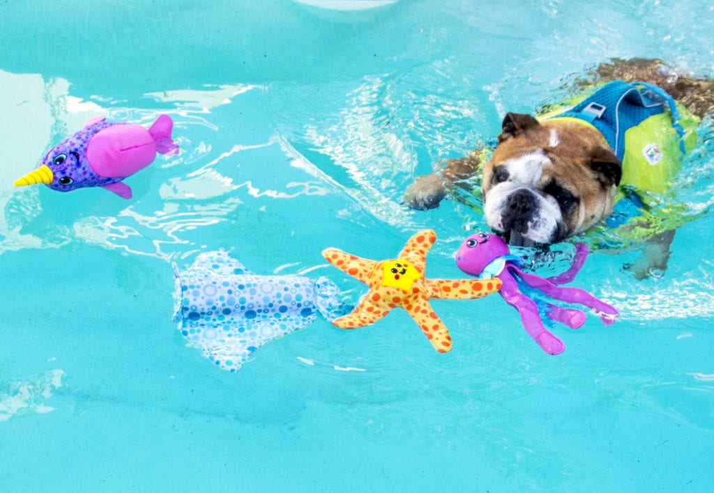 standly dog life vest